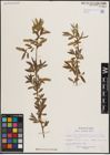 Foto von Salix excelsa S. G. Gmel.